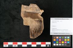 Foto (Objekt + Etikett) von Quercus sp.  (NHMW-GEO-2024-0188-11583)